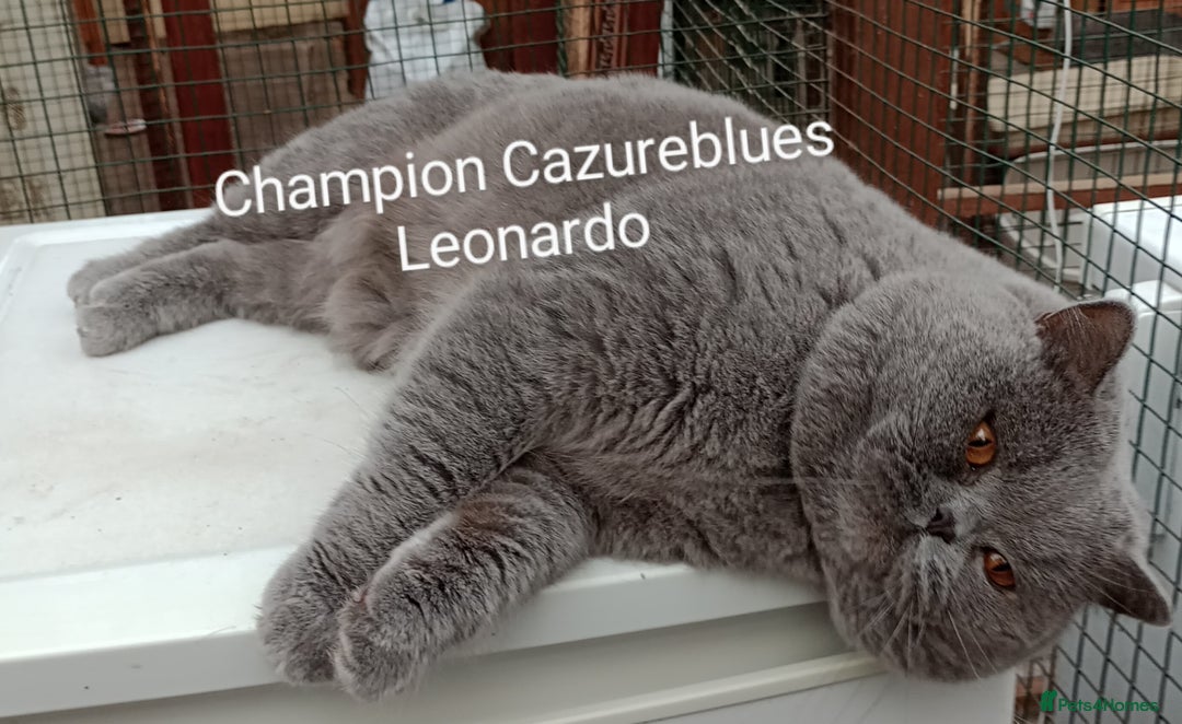 British Shorthair cats for stud: Gccf Active Lilac Stud Blood B NO LH in Manchester - Image 12
