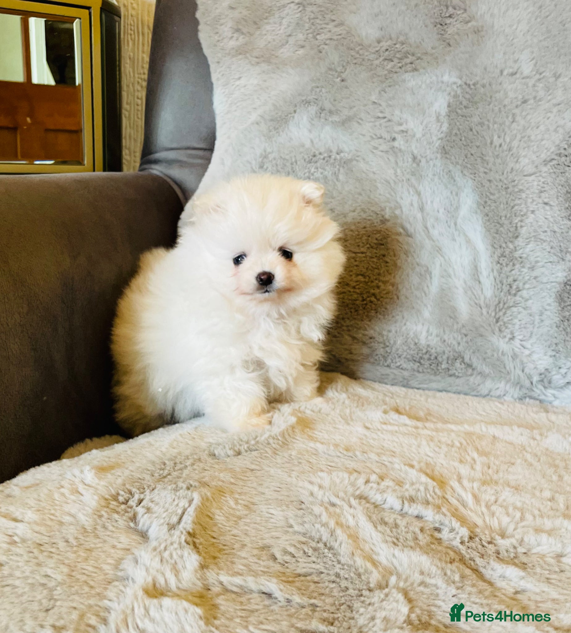 Pomeranian dogs ✨Reduced Ready now! Teddy Bear Pomeranians ✨ - Advert 4