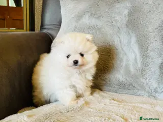 Pomeranian dogs ✨Reduced Ready now! Teddy Bear Pomeranians ✨ - Advert 4