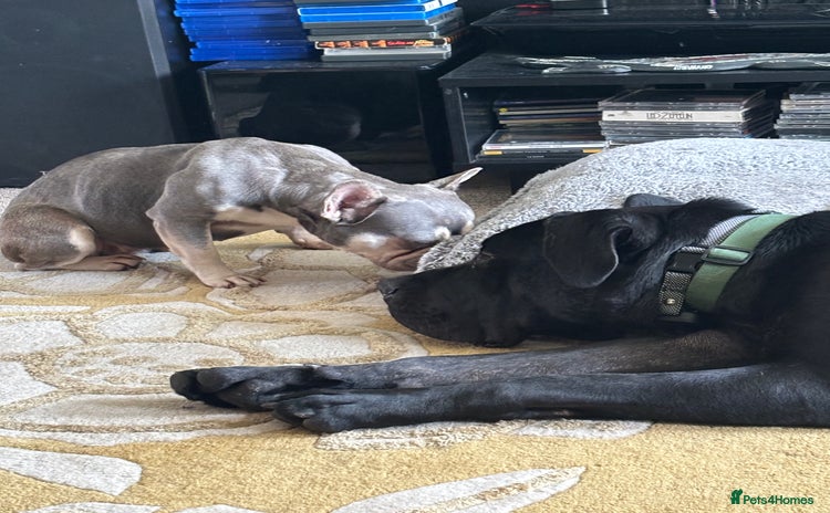 Cane Corso dogs - Advert 5