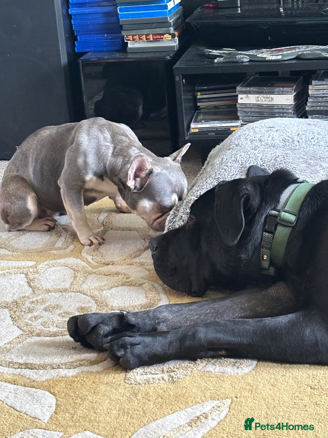 Cane Corso dogs for sale: Cane Corso  - Image 1