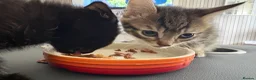 Mixed Breed cats for sale: Beautiful kittens ready for to go  - Advert 6