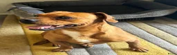 Mixed Breed dogs for adoption: Sweet Todor looking for LOVE - Advert 14