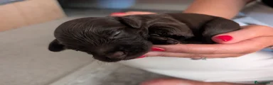 Cockapoo Puppy 2 (Mona Lisa)