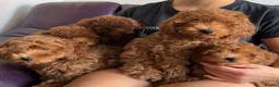 Cavapoo dogs for sale: Toy red teddy bear F1B Cavapoos by Asian toy dad in Chigwell - Advert 4