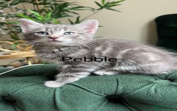 Mixed Breed cats for sale: Kittens for sale  - Image 5