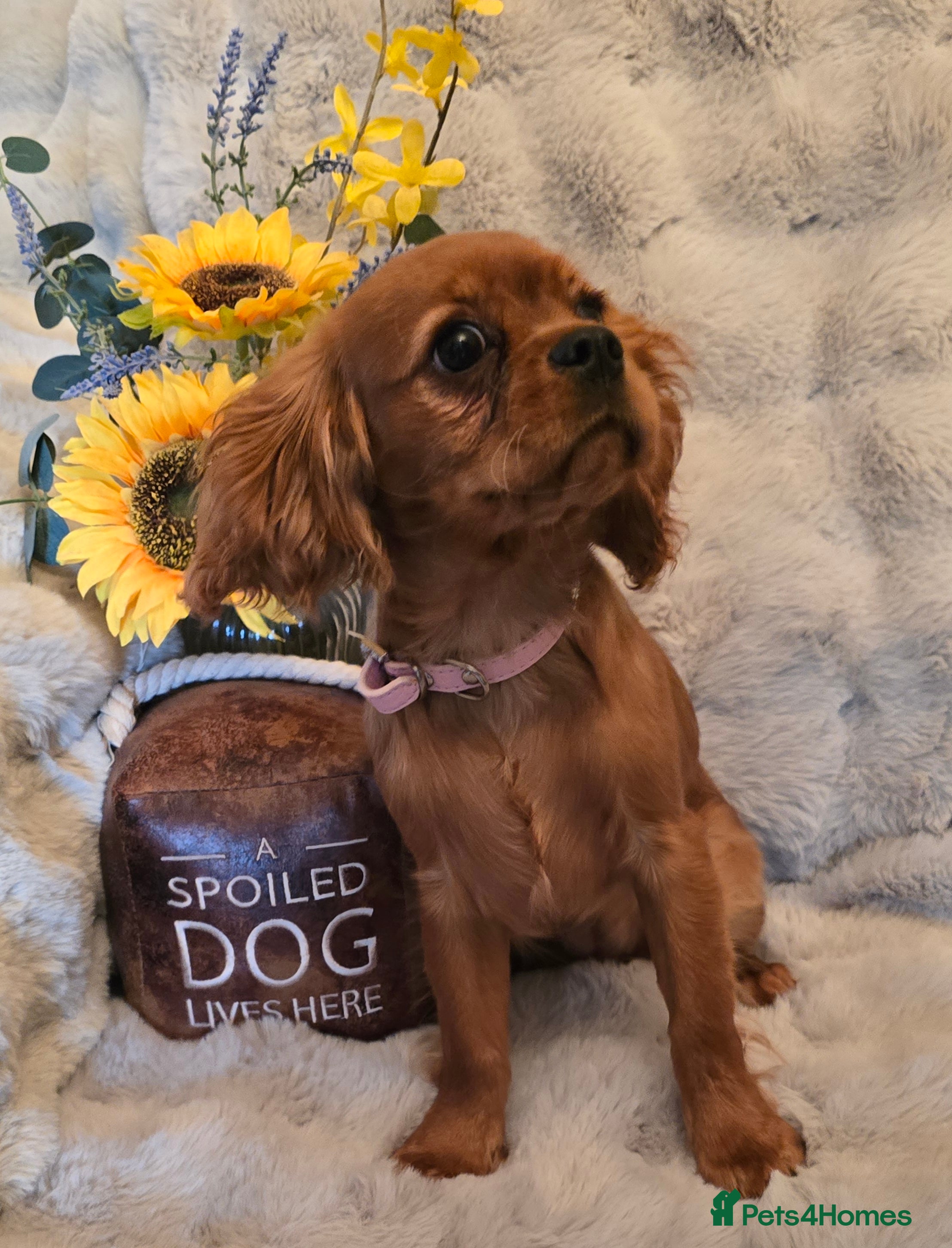 Cavalier King Charles Spaniel dogs Beautiful  Cavalier  - Advert 2