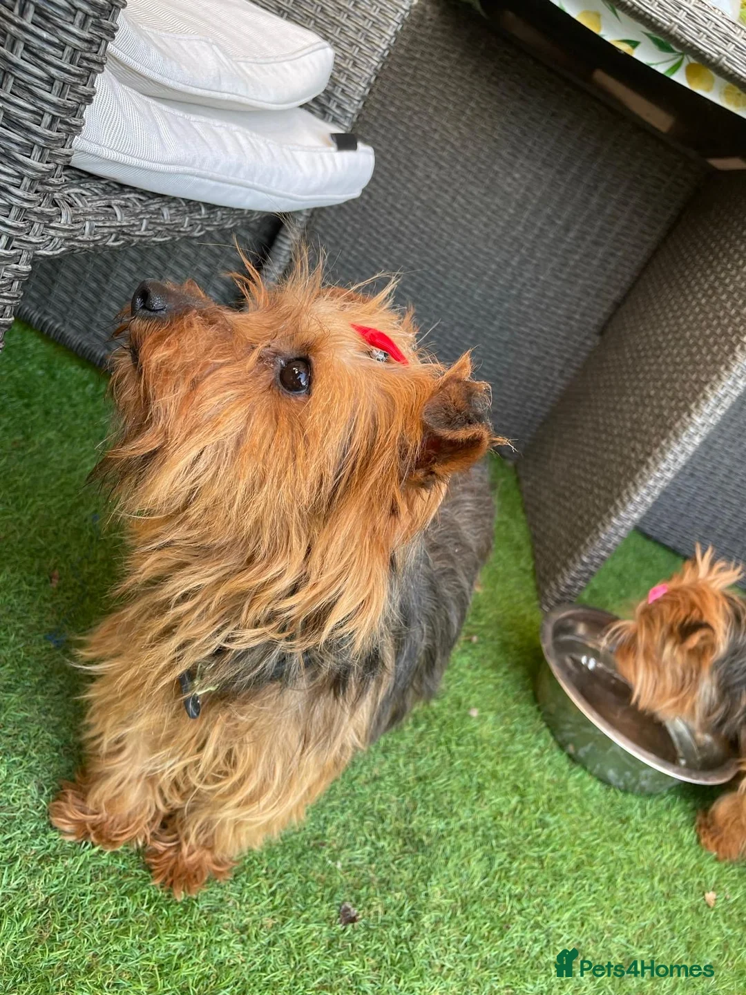 Yorkshire Terrier dogs for sale: Two beautiful sisters - Advert 2