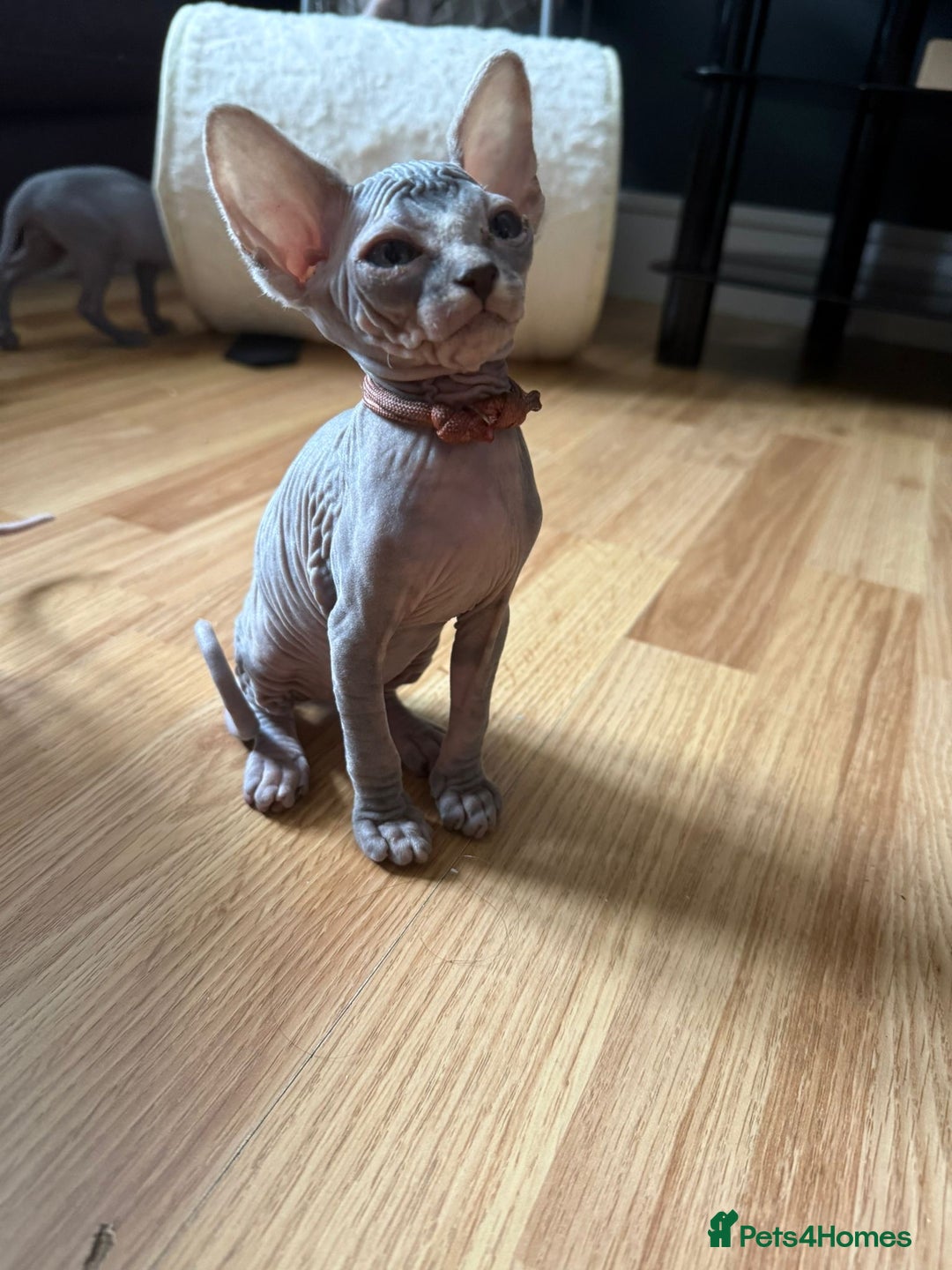 Sphynx cats for sale: August ready kitty’s in need of loving homes - Image 6