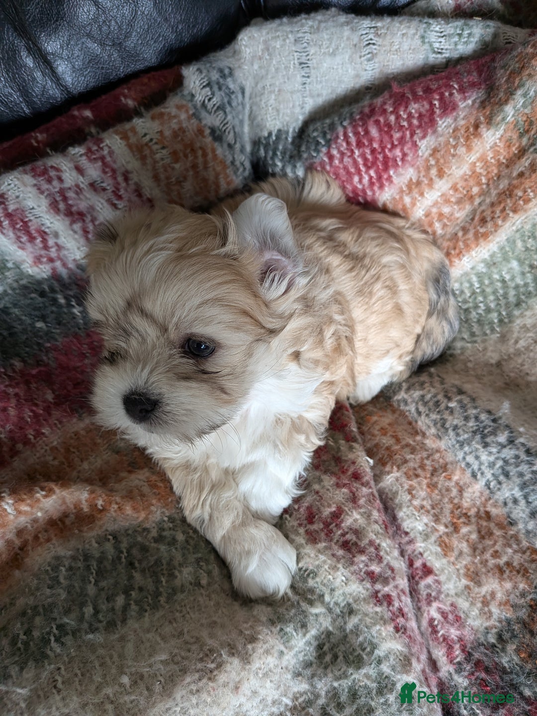 Mixed Breed dogs for sale: Lhasa Apso puppies in Kent - Image 12