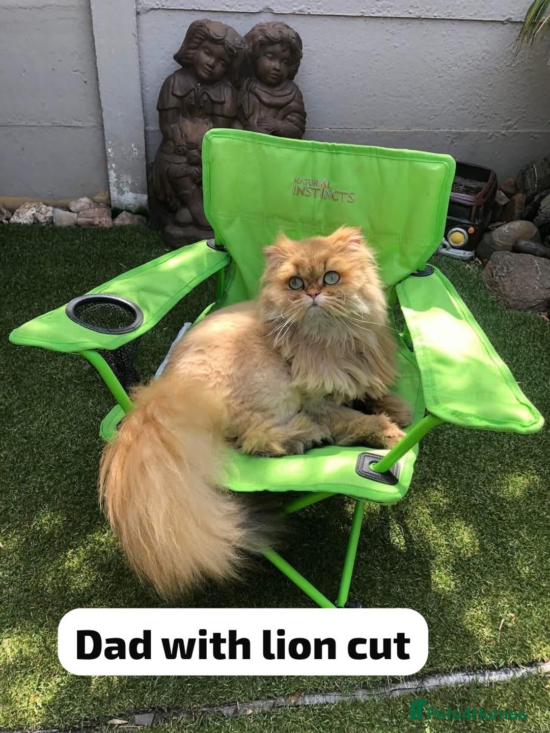 Persian cats for sale: GCCF Registered Persian Pedigree  Kittens - Image 7
