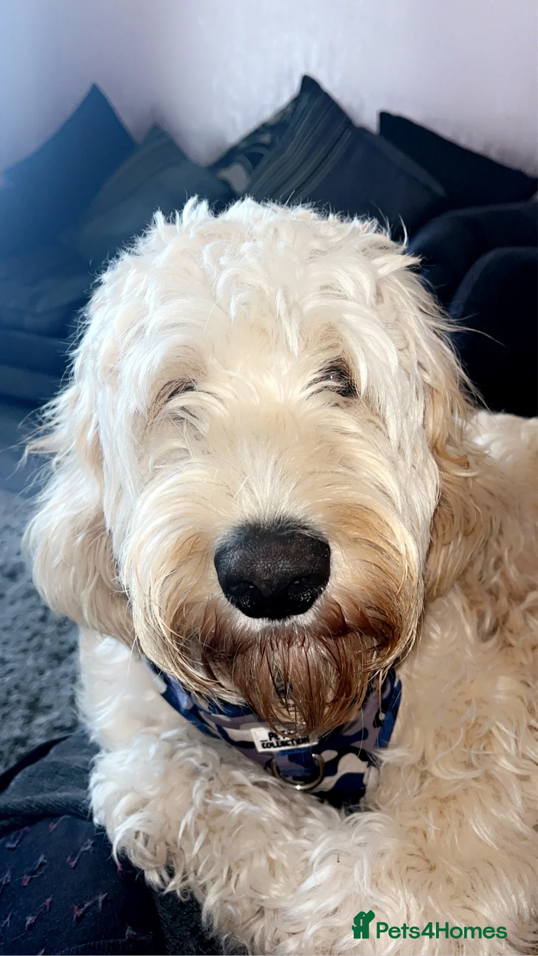 Cockapoo dogs for stud: Stud only!!!  - Advert 7