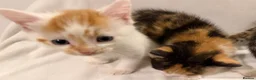 Mixed Breed cats for sale: Bengal Mix Kittens - Advert 11