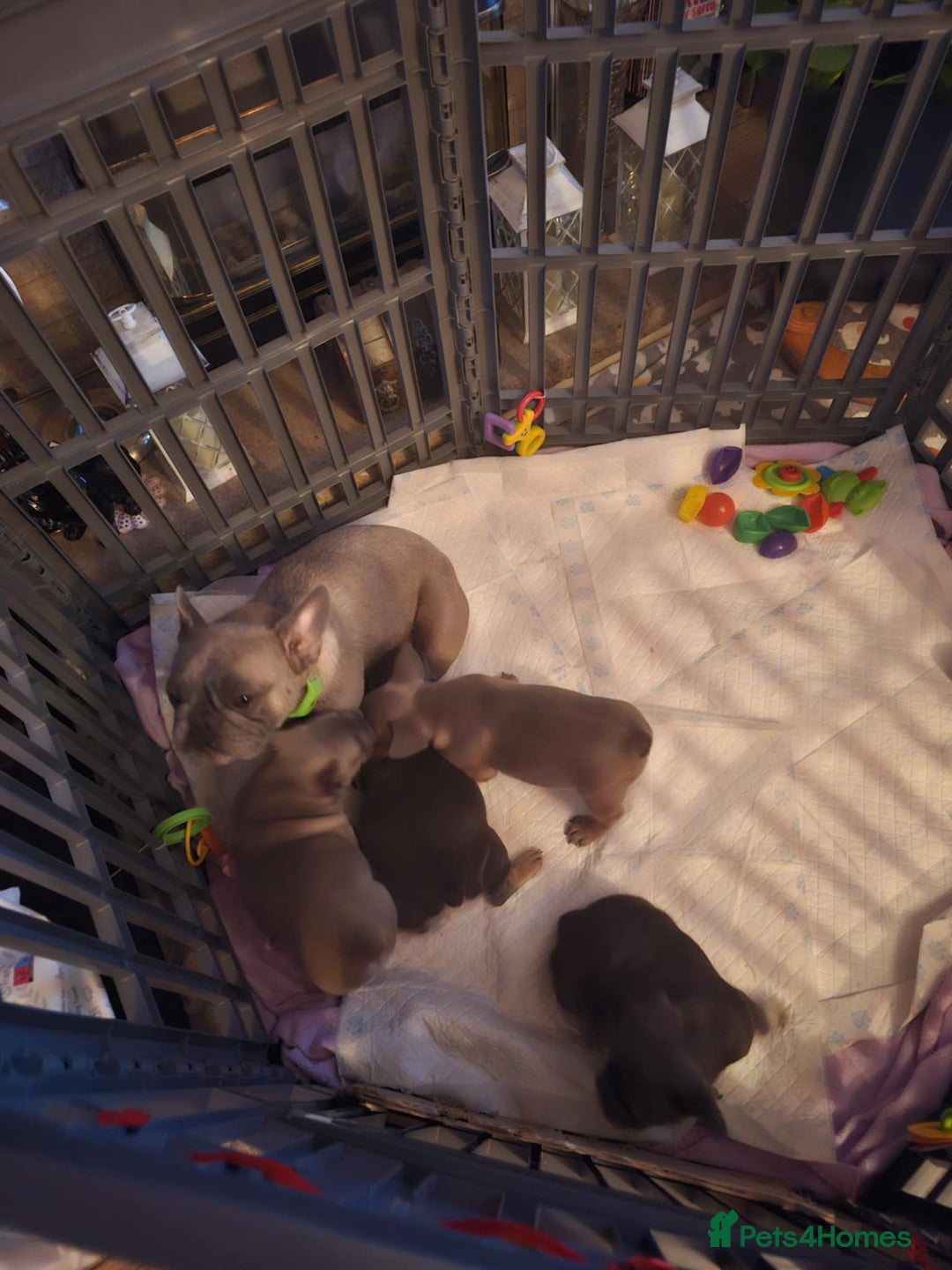 French Bulldog dogs for sale: Beautiful French Bulldogs Puppies for Sale  - Image 24