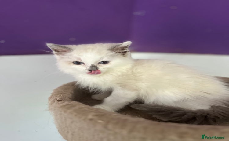 Ragdoll cats - Advert 2
