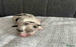 Border Collie dogs for sale: Beautiful Border Collie Puppies – Ready 20th Sep - Image 14