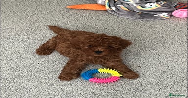 Cavapoo dogs - Advert 7