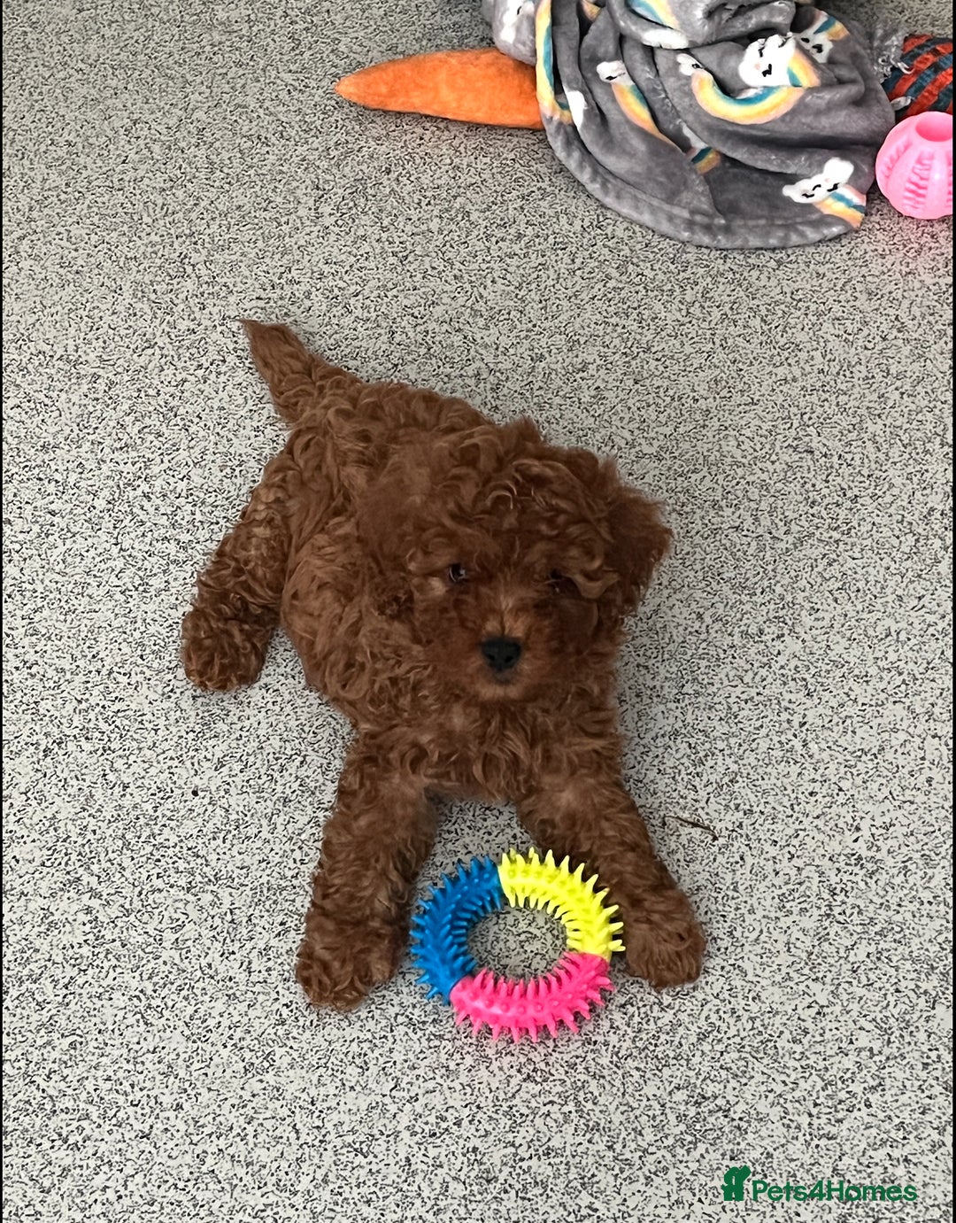 Cavapoo dogs for sale: Stunning Toy Cavapoo Puppies *DNA Health Tested* - Image 2