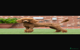 Cockapoo dogs for sale: Cockapoo puppies  - Image 23