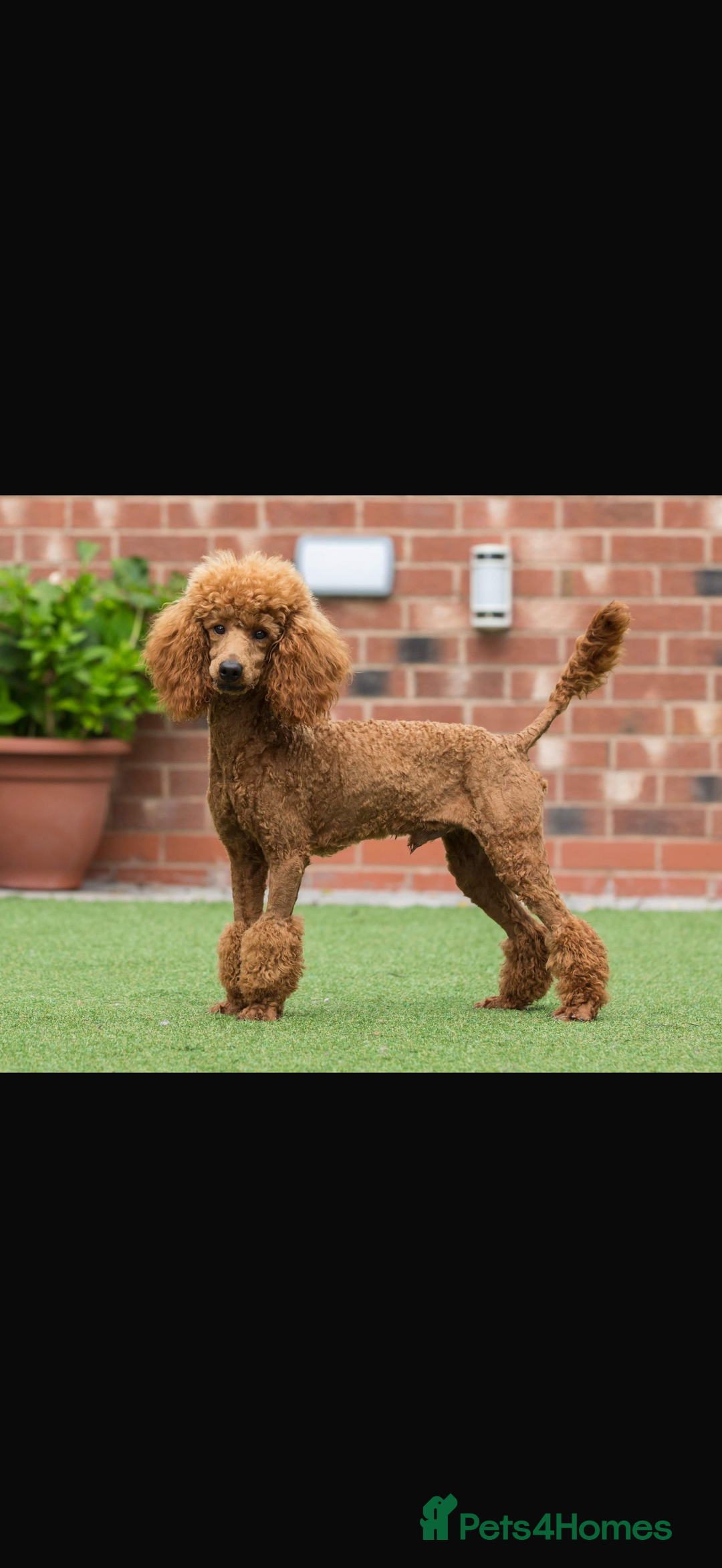 Cockapoo dogs for sale: Cockapoo puppies  - Image 23