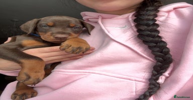Dobermann dogs - Advert 15