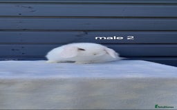 Mini Lop rabbits for sale: Gorgeous mini lop rabbits ready now  - Image 8