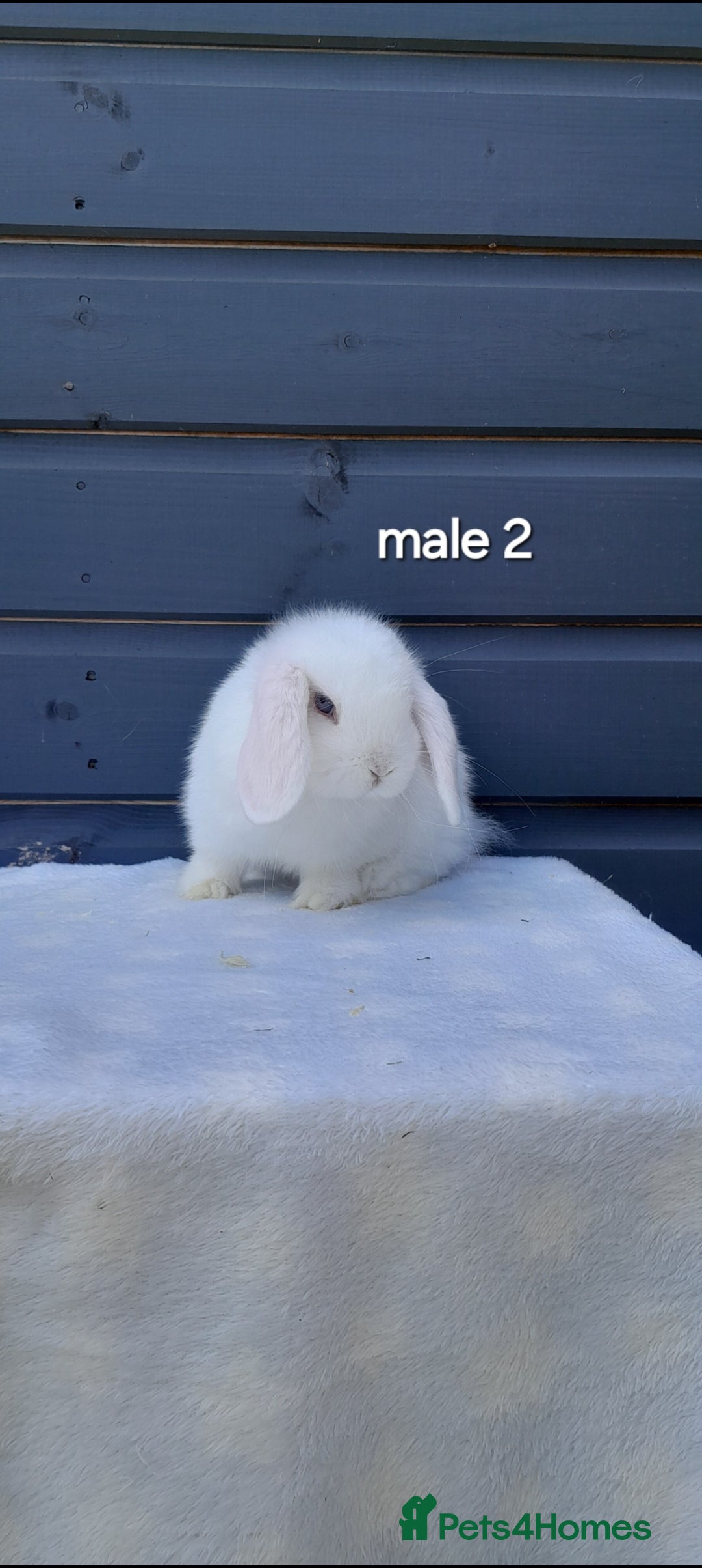 Mini Lop rabbits for sale: Gorgeous mini lop rabbits ready now  - Image 8