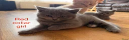 British Shorthair cats for sale: Beautiful litter of BSH kittens - Advert 6