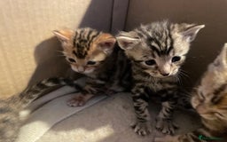 Bengal cats for sale: Cute and fluffy half Bengal kittens  - Image 39