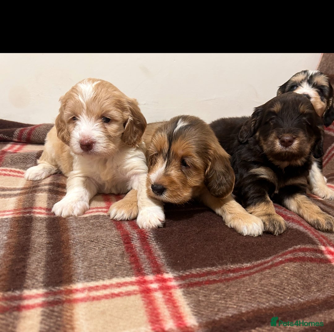 Cockapoo dogs for sale: stunning toy cockapoo  - Advert 29