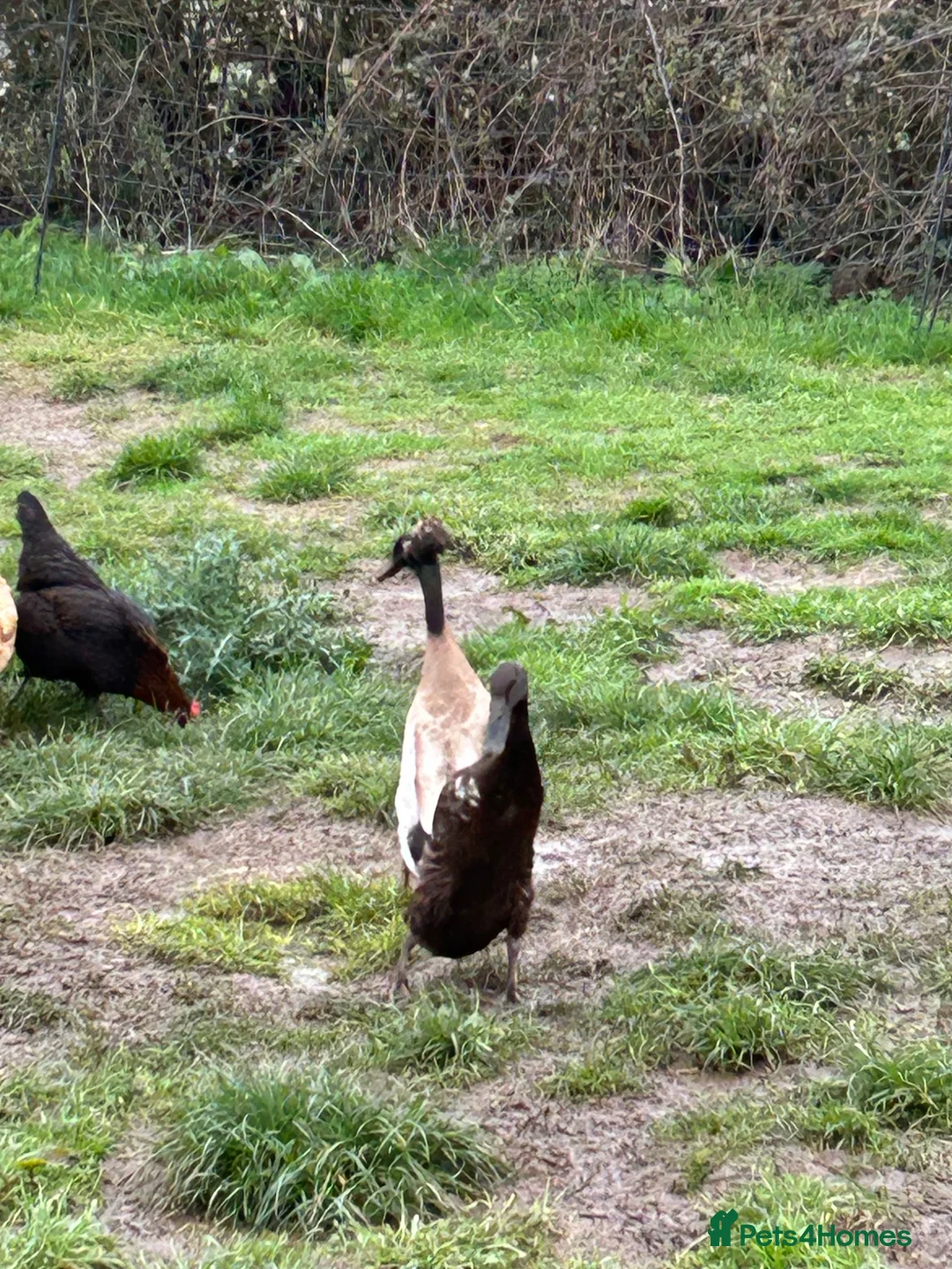 Ducks poultry for sale: Runner Ducklings  - Advert 2