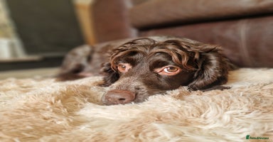 Sproodle dogs - Advert 15