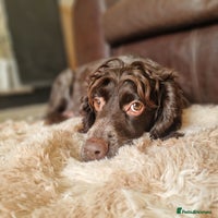 Sproodle dogs - Advert 15