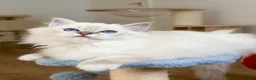 Ragdoll cats for sale: Ready To Leave Blue Lynx Ragdoll 💙Deep Blue Eyes - Advert 2