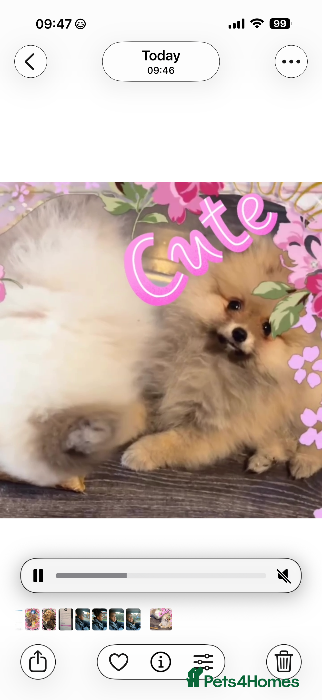 Pomeranian dogs 🏆✨LAST 2🧸SKY🩵BLUE👀 POMS🐶✨ - Advert 2
