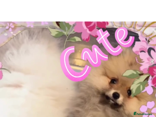 Pomeranian dogs 🏆✨LAST 2🧸SKY🩵BLUE👀 POMS🐶✨ - Advert 2
