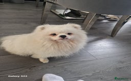 Pomeranian dogs for stud: Pomeranian for stud  - Image 2