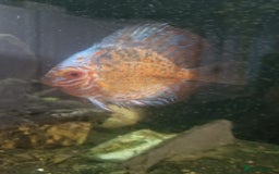 Discus fish for sale: Discuss for sale - Image 4