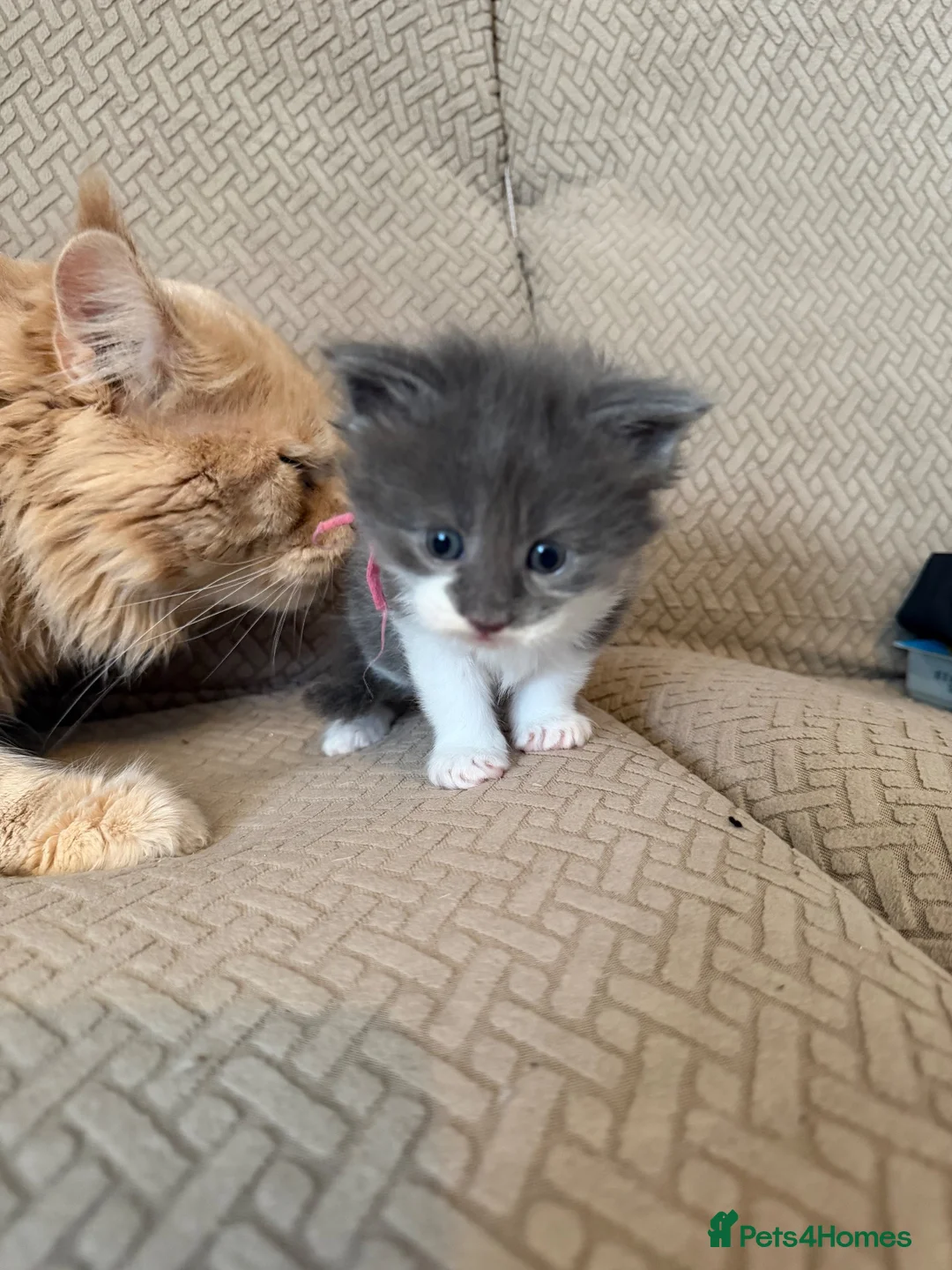 Maine Coon cats for sale: Pedigree maincoon kittens  - Advert 2