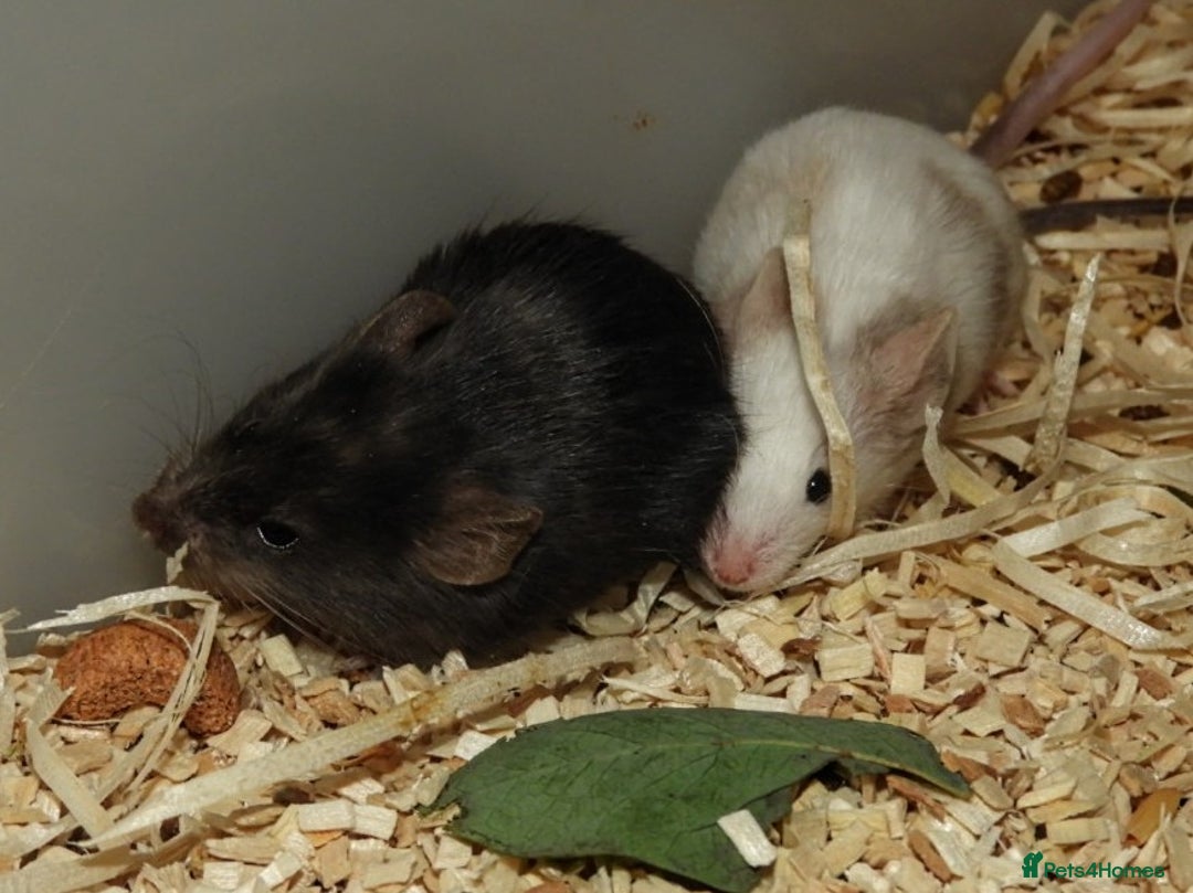 Mouse rodents for sale: Satin, long and short haired varieties  - Image 17