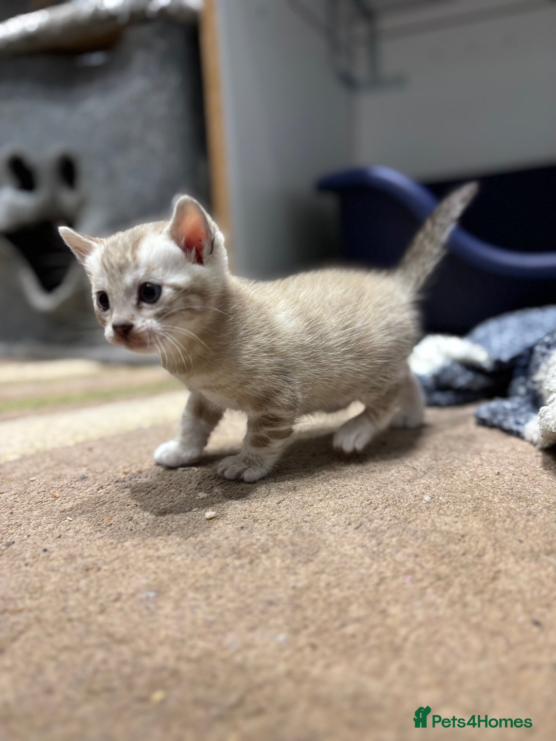 Bengal cats for sale: ⭐️5 star home required for our Bengal Snow Boy  - Advert 10