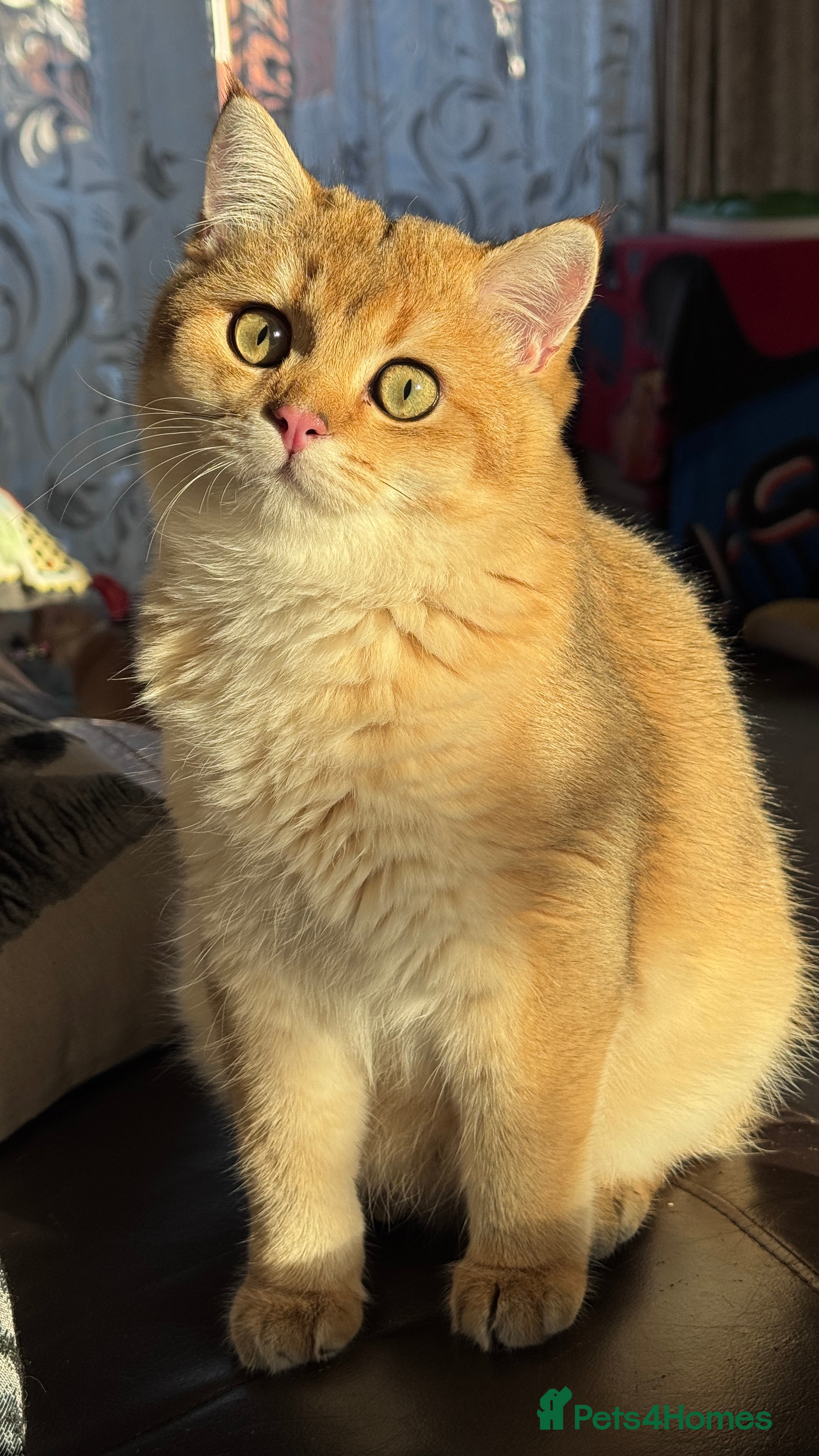 British Shorthair cats BSH GCCF NY12 Golden black tipped one boy left  in Basildon - Advert 11