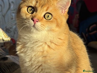 British Shorthair cats BSH GCCF NY12 Golden black tipped one girl left in Basildon - Advert 9