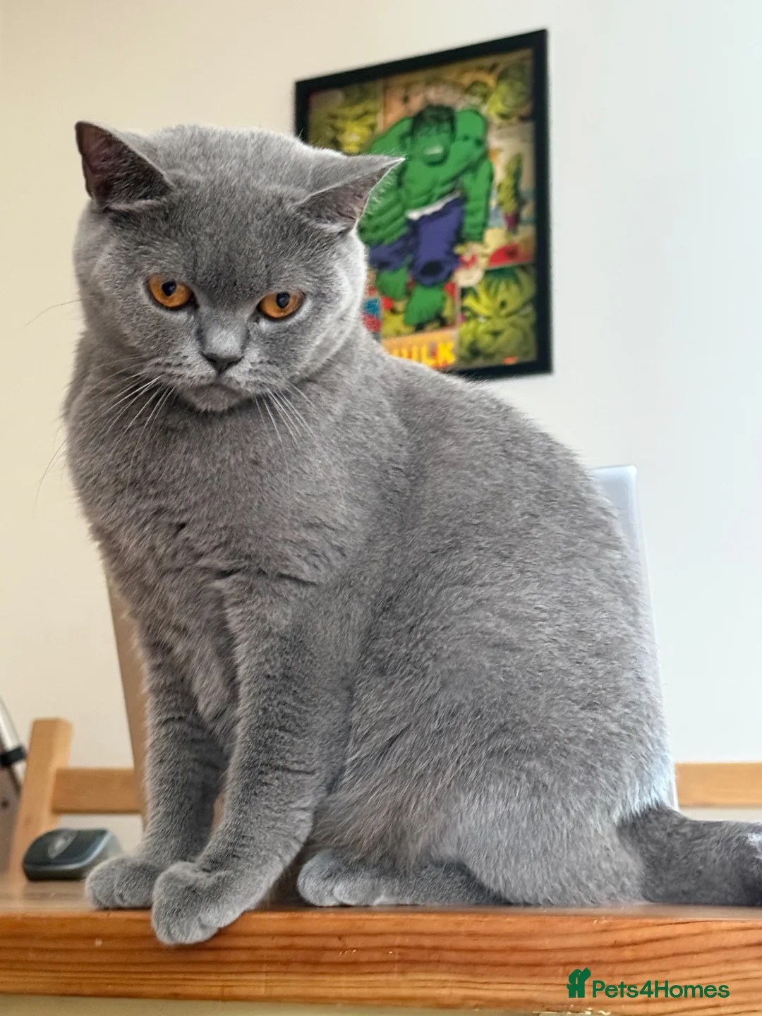 British Shorthair cats for sale: Gccf register British shorthair ready to go! - Advert 2