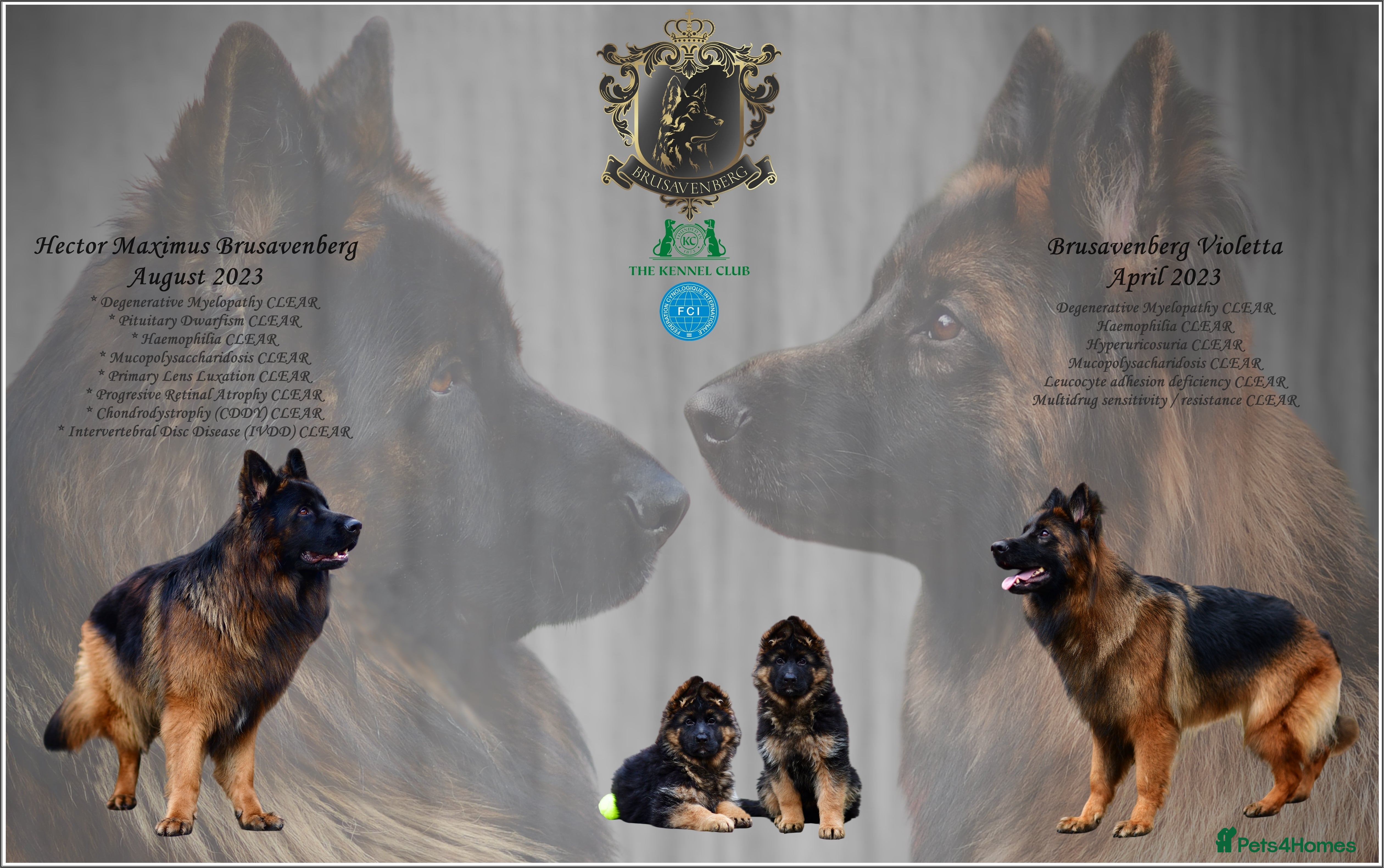German Shepherd dogs PREGNANCY CONFIRMED * LITTER DUE 19/20 Jan - Advert 18
