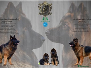 German Shepherd dogs PREGNANCY CONFIRMED * LITTER DUE 19/20 Jan - Advert 19