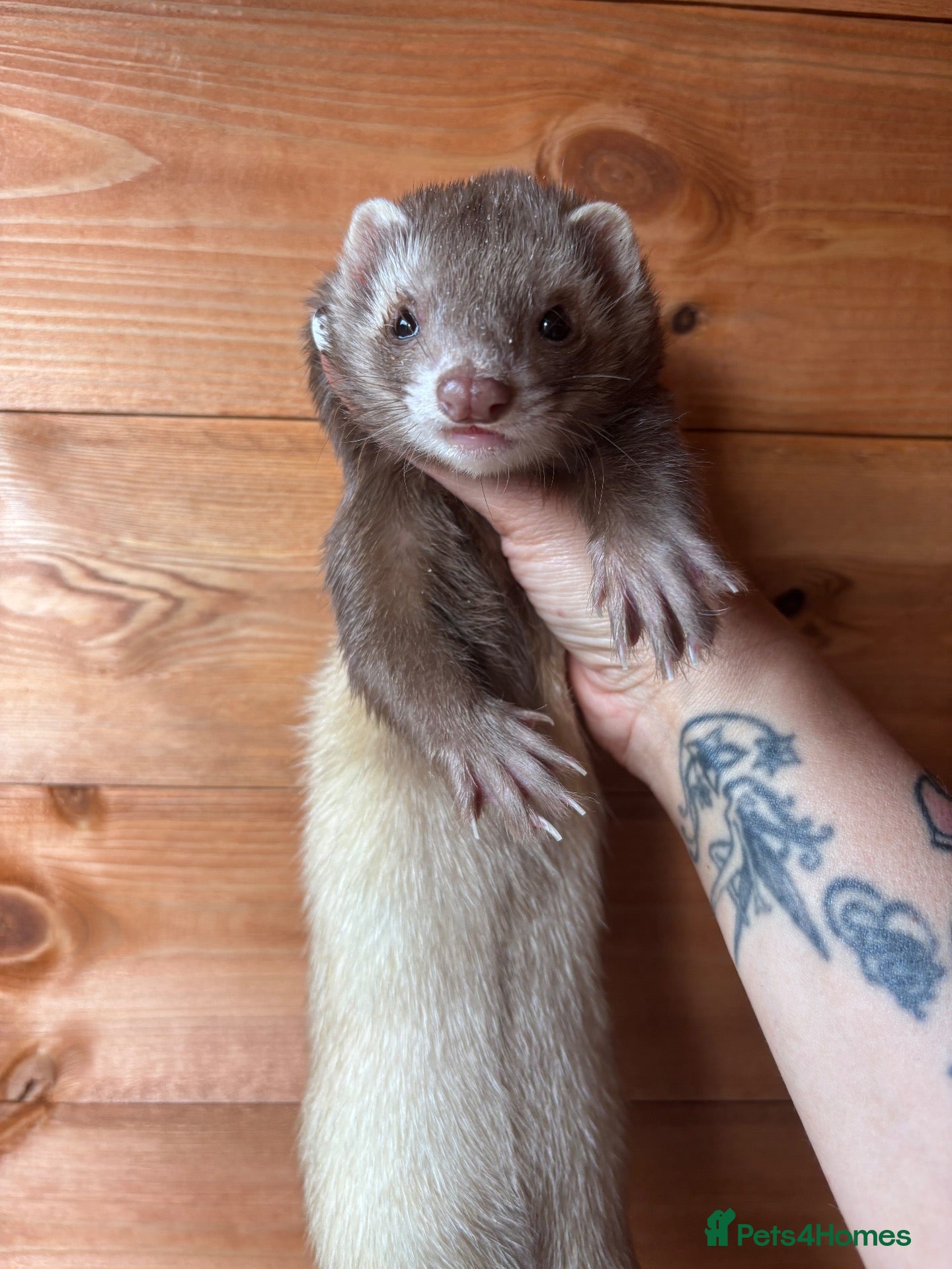 Ferret rodents Beautiful girl looking for single ferret home - Advert 2