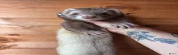 Ferret rodents for sale: Beautiful girl looking for single ferret home - Advert 2