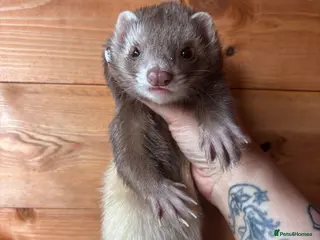 Ferret rodents Beautiful girl looking for single ferret home - Advert 2