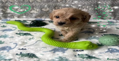 Cavapoo dogs - Advert 2
